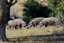 Parc KRUGER - Hippopotames
