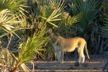 Parc KRUGER - Lionne