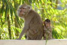 JAVA - Habitants du temple de Kaliurang !!